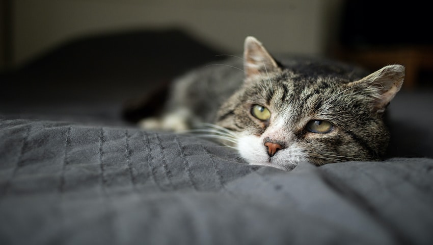 Ataxie bei Katzen
