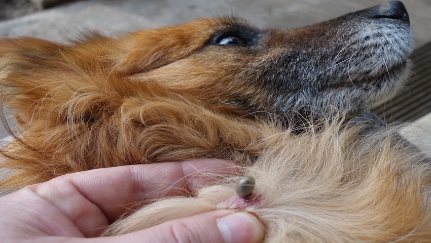 Hund mit Borreliose wird liegend behandelt