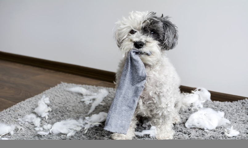 Hund mit Darmverschluss hat Socke im Maul