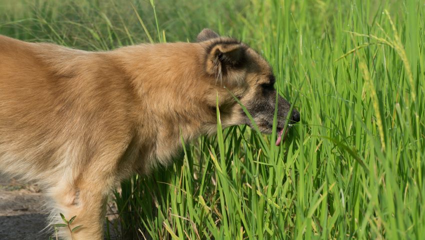 Hund frisst Gras in einer hohen Wiese