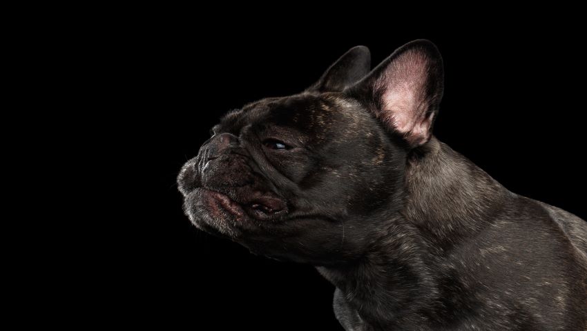 Rückwärtsniesen Hund vor schwarzer Wand zu Hause