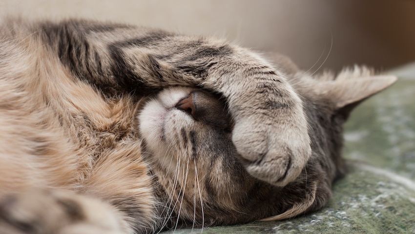 Katze hat tränende Augen